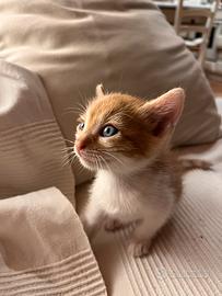 NON PIÙ DISPONIBILI -- Gattini maschi dolcissimi