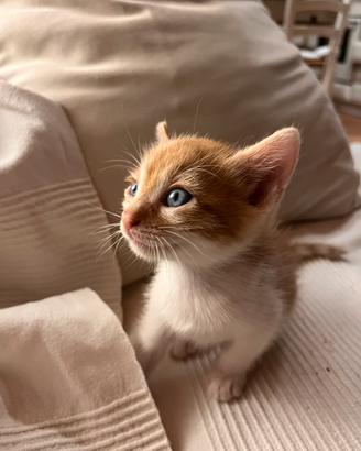 NON PIÙ DISPONIBILI -- Gattini maschi dolcissimi