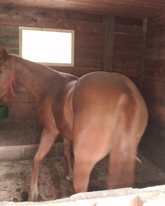 Cavallo paint