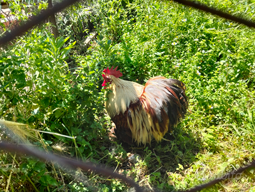 Galletto coconcina nana