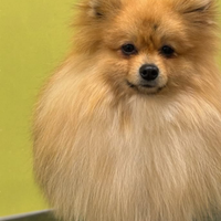 Spitz nano,