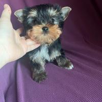 Yorkshire terrier femmina