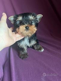 Yorkshire terrier femmina