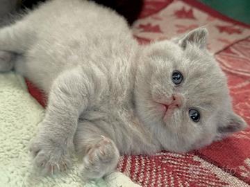 Cuccioli British shortair