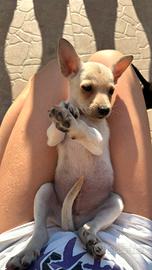 Adozione cagnolini