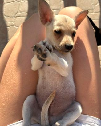 Adozione cagnolini