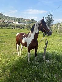Cavallo pezzato