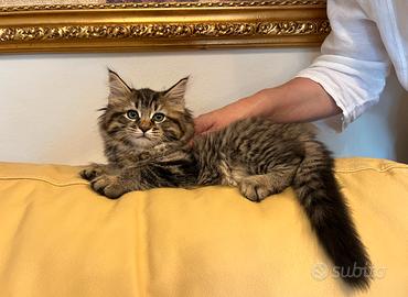Cucciola Maine Coon - Ultima Disponibile