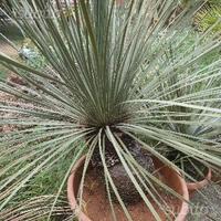 Dasylirion cedrosanum di grosse dimensioni