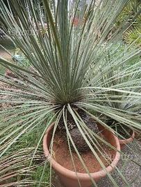 Dasylirion cedrosanum di grosse dimensioni