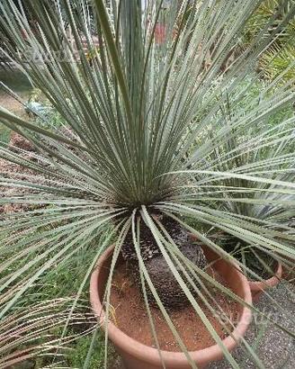 Dasylirion cedrosanum di grosse dimensioni