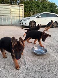 Cuccioli di pastore tedesco