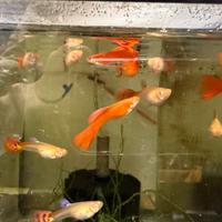 Guppy show