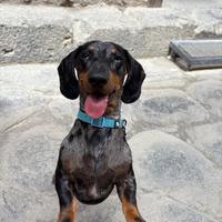 Disponibile per monta bassotto arlecchino Maschio