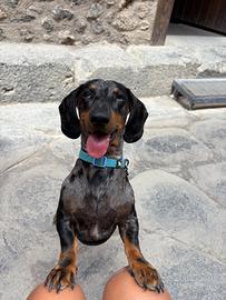 Disponibile per monta bassotto arlecchino Maschio