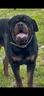 rottweiler-x-monta