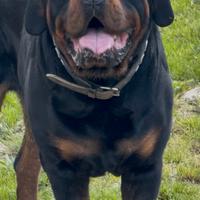 Rottweiler x monta