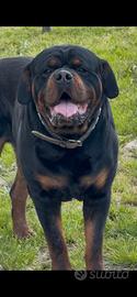 Rottweiler x monta