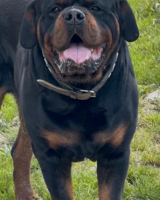 Rottweiler x monta