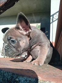 Bulldog francesi esotici