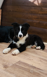 Border collie