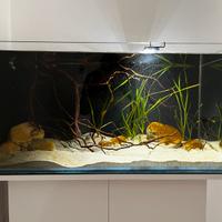 Acquario 200 litri in extrachiaro