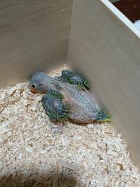 Pullo di parrocchetto dal collare verde/giallo