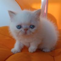 Gatti Persiani exotic shorthair
