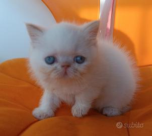 Gatti Persiani exotic shorthair