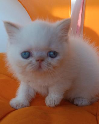 Gatti Persiani exotic shorthair
