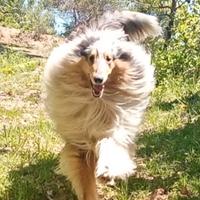 Monta pastore scozzese rough collie