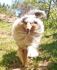 Monta pastore scozzese rough collie