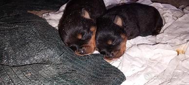 Cuccioli di rottweiler