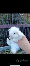 Ariete cuccioli conigli