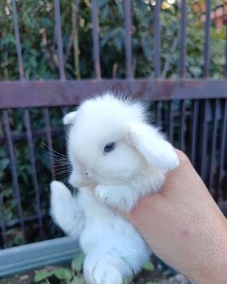Ariete cuccioli conigli