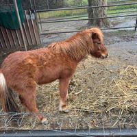 Pony femmina