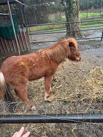 Pony femmina
