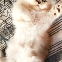Gatto persiano