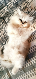 Gatto persiano