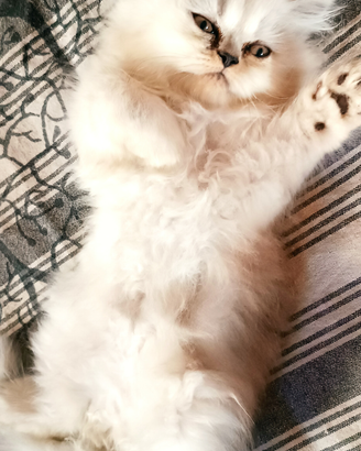 Gatto persiano