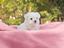 Immagine 15