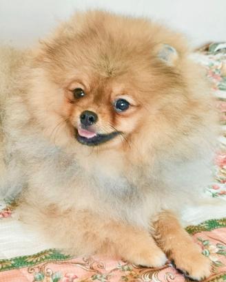 Cuccioli di Spitz di Pomerania nano (Volpino)