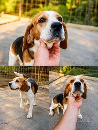 Beagle per monta