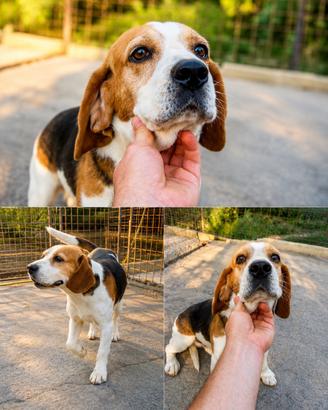Beagle per monta