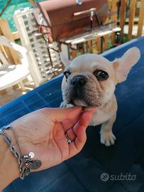 Bulldog francese
