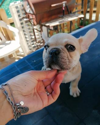 Bulldog francese