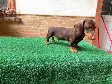 bassotti con pedigree ENCI 