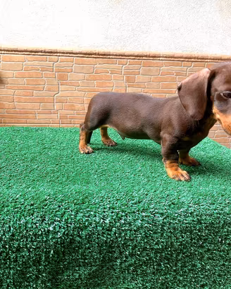 bassotti con pedigree ENCI 
