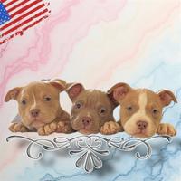 Cuccioli di American Bully Poket