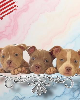 Cuccioli di American Bully Poket
